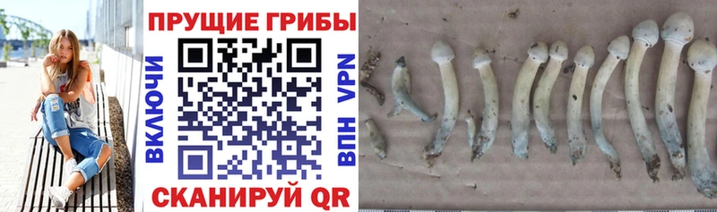 Псилоцибиновые грибы Psilocybe  где можно купить наркотик  Козловка 